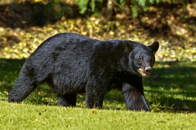 black-bear-937037_640
