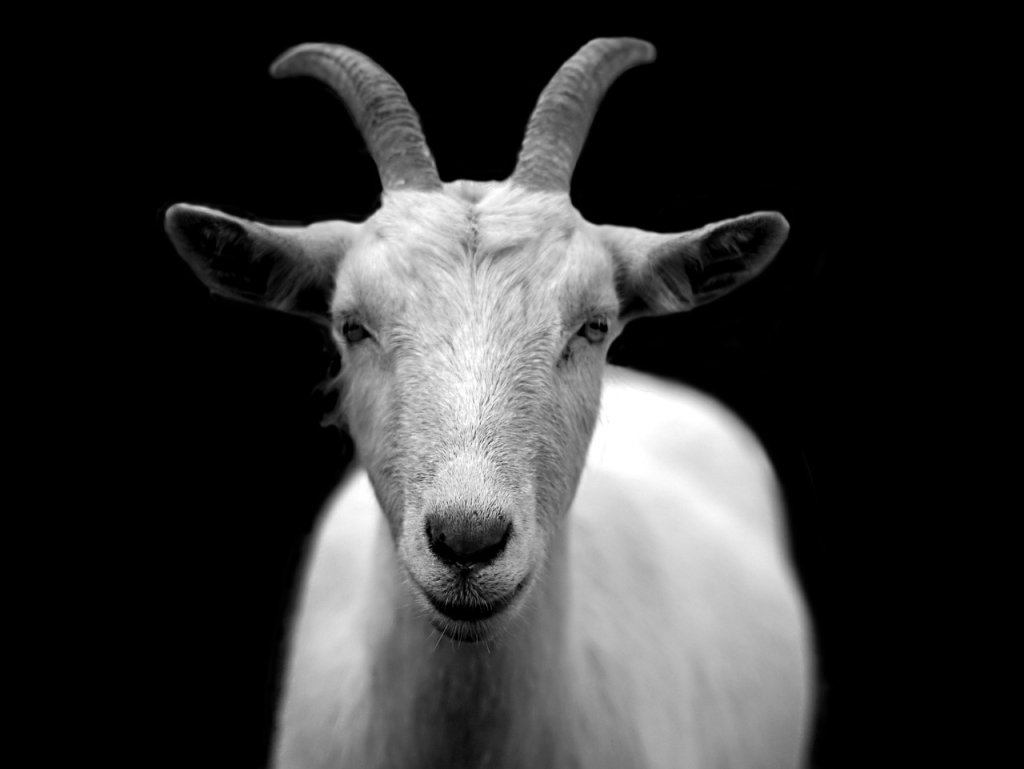 goat-50290_1280