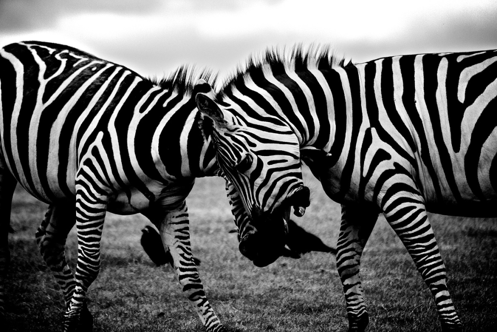 black-and-white-africa-animals