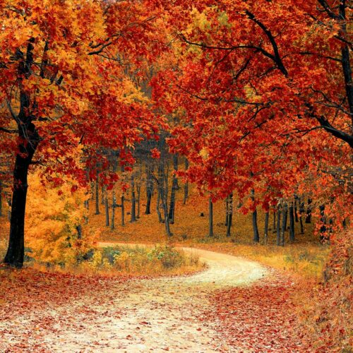 Red Leaf Trees Near the Road